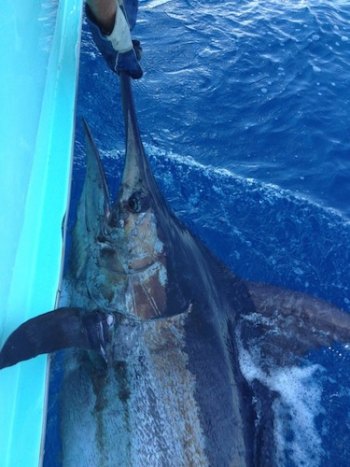 Fish on the Current: Summer is Here Capt. Earnest Doshier aboard Gecko kicked off the marlin season with this 400-pound blue marlin released earlier this month.
